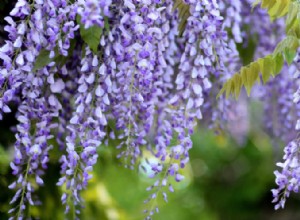 11 Plantas Ideales para Cultivar en Suelo Franco: Guía Experta para tu Jardín