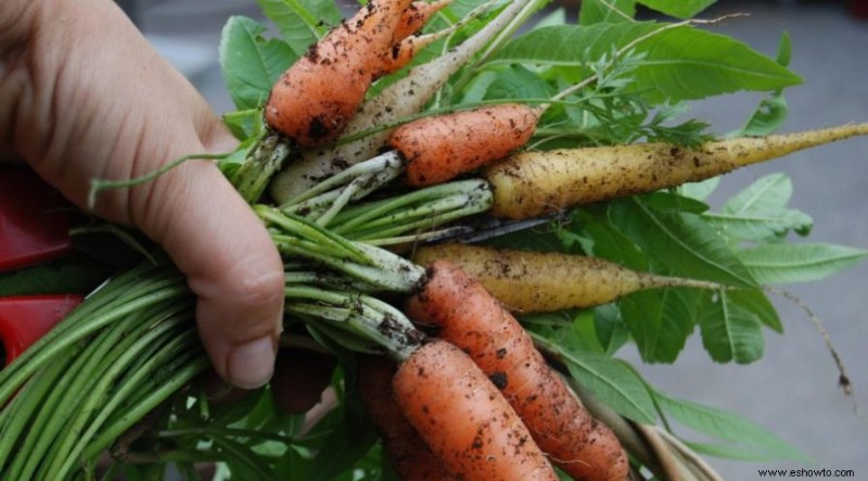 11 plantas que crecen en suelo franco