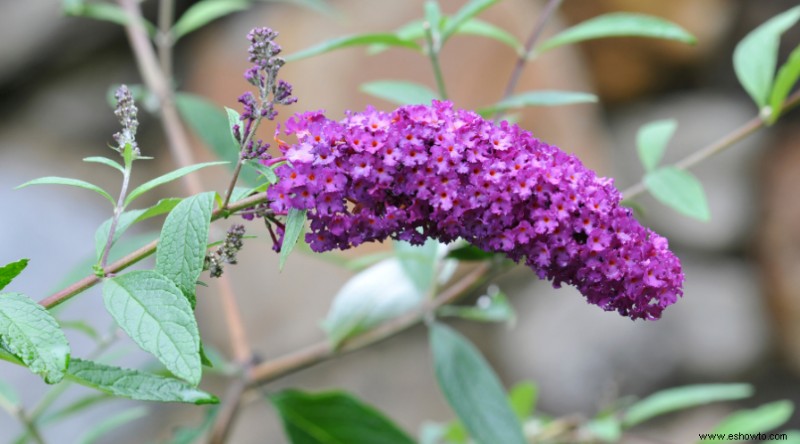 11 plantas que crecen en suelo franco