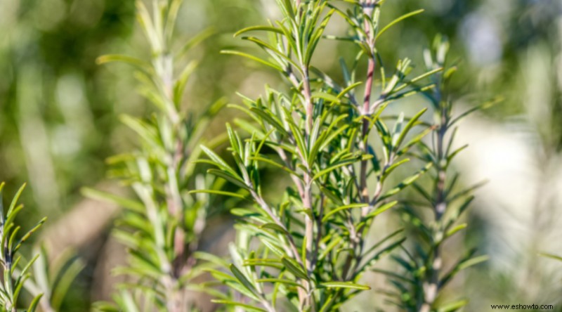 11 plantas que crecen en suelo franco