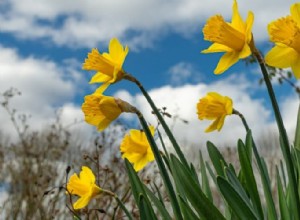 5 Plantas Perennes que Debes Evitar en Tu Jardín: Razones Expertas y Alternativas Seguras