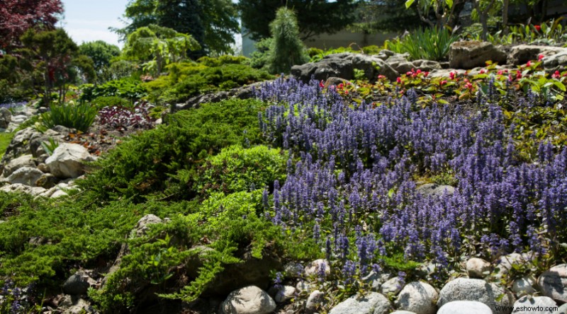 Evite estos errores comunes en los jardines perennes