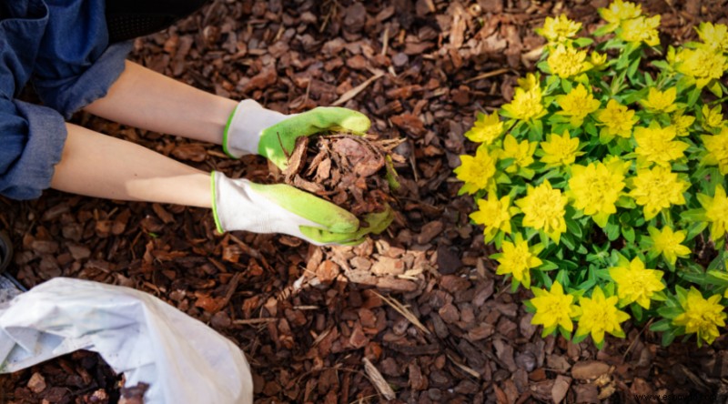 Evite estos errores comunes en los jardines perennes