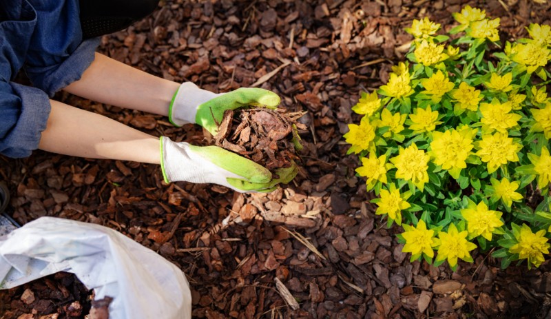 Hojas de té para jardinería:cómo usarlas y por qué