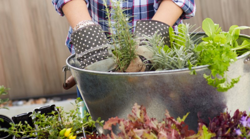 Cómo plantar un jardín en contenedor