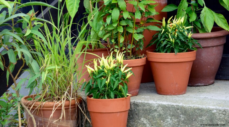 Cómo plantar un jardín en contenedor