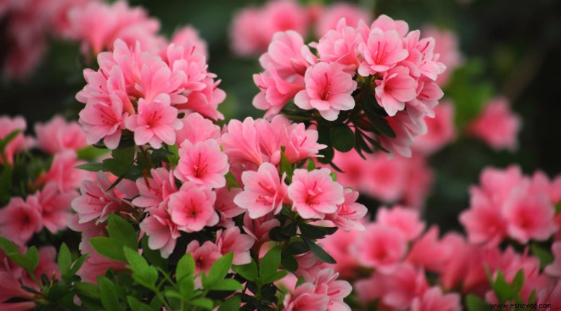 Cómo cultivar y cuidar las azaleas