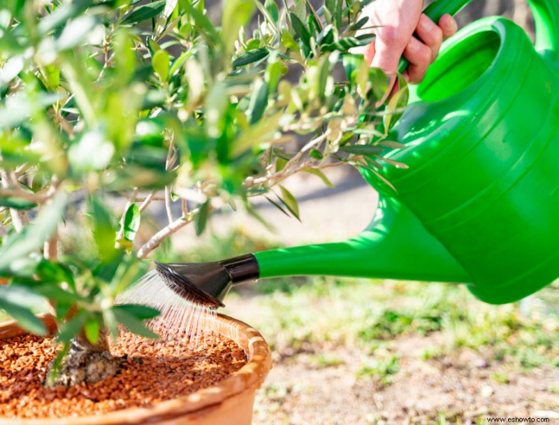 Cómo cultivar y cuidar las azaleas