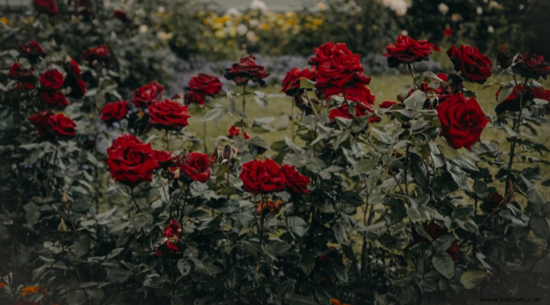 Plantas que nunca debes cultivar juntas