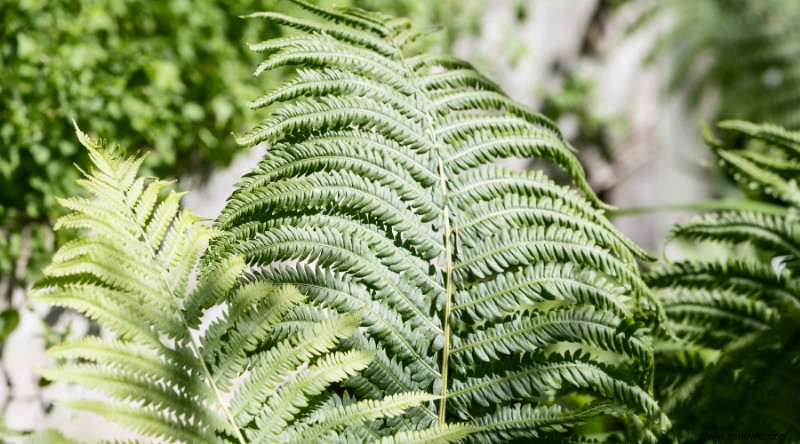 Plantas que nunca debes cultivar juntas