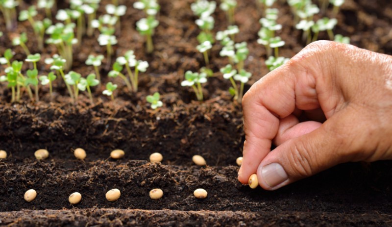 ¿A qué profundidad debe plantar las semillas?