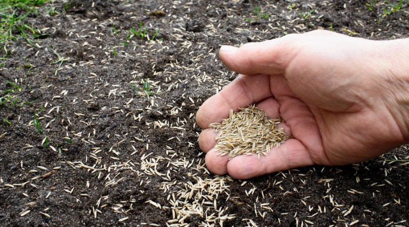 ¿A qué profundidad debe plantar las semillas?