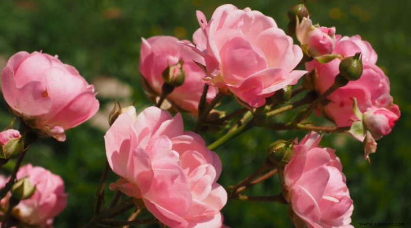 Evite estos errores comunes en el cultivo de rosas