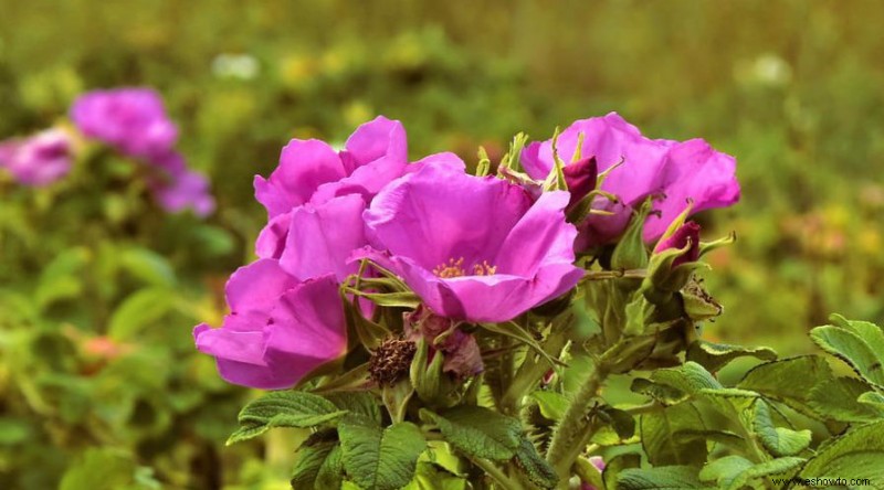 Evite estos errores comunes en el cultivo de rosas