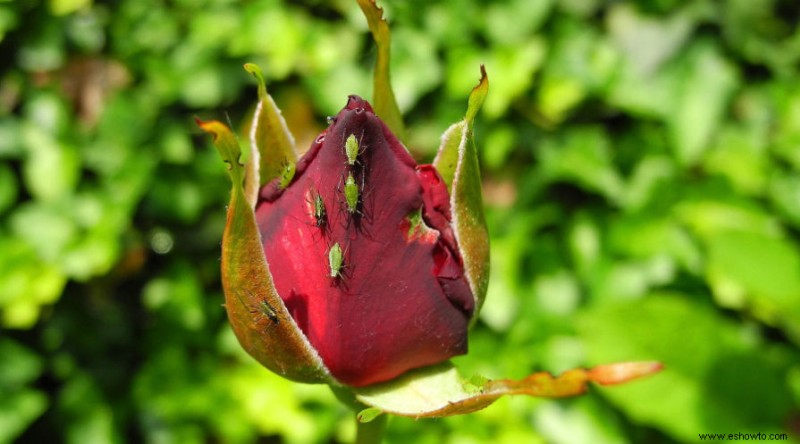 Evite estos errores comunes en el cultivo de rosas