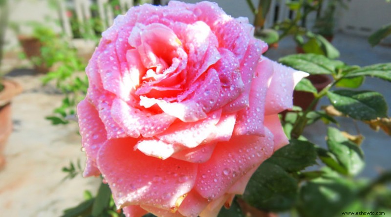 Evite estos errores comunes en el cultivo de rosas
