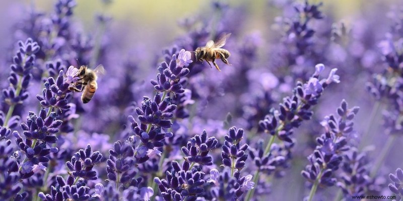 15 de las mejores plantas de borde para su césped o jardín