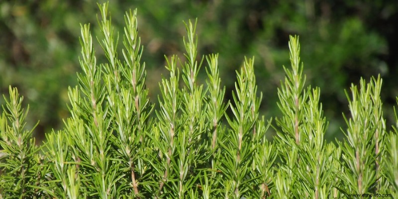 15 de las mejores plantas de borde para su césped o jardín