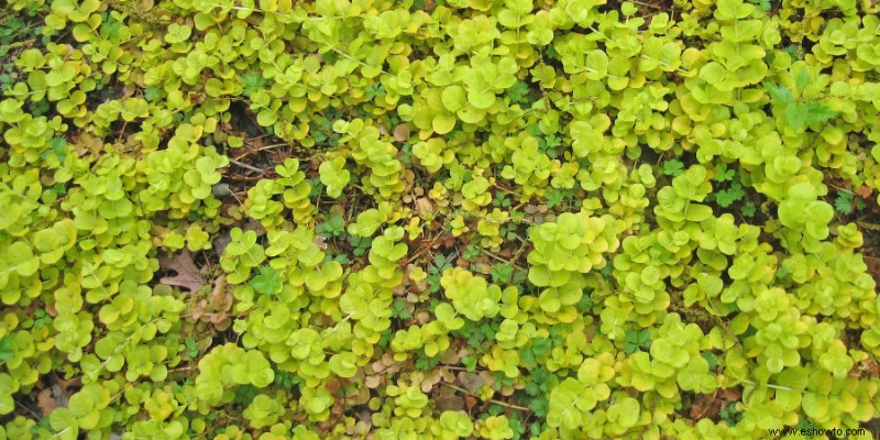 15 de las mejores plantas de borde para su césped o jardín