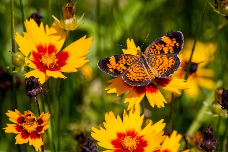 15 de las mejores plantas de borde para su césped o jardín