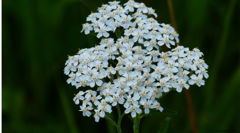 15 de las mejores plantas de borde para su césped o jardín