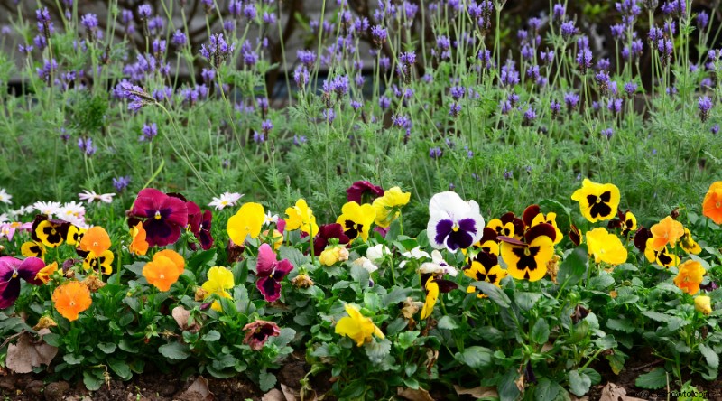 15 de las mejores plantas de borde para su césped o jardín