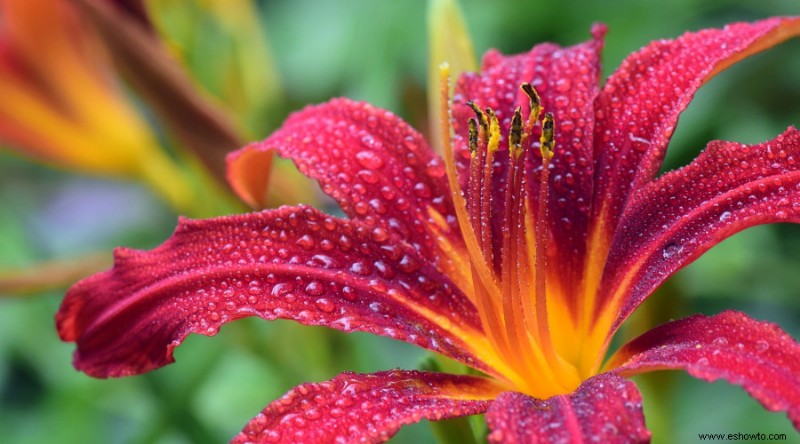 15 de las mejores plantas de borde para su césped o jardín