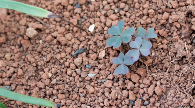 Por qué no debe matar los tréboles en su jardín