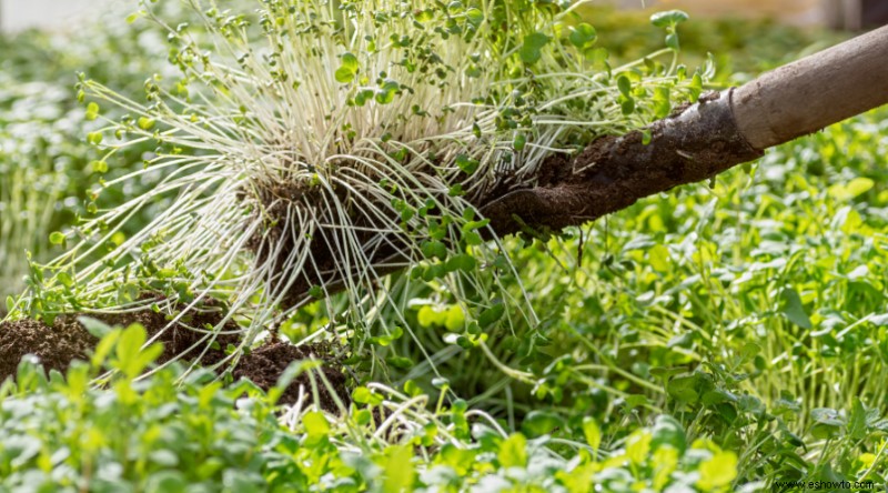 Por qué no debe matar los tréboles en su jardín