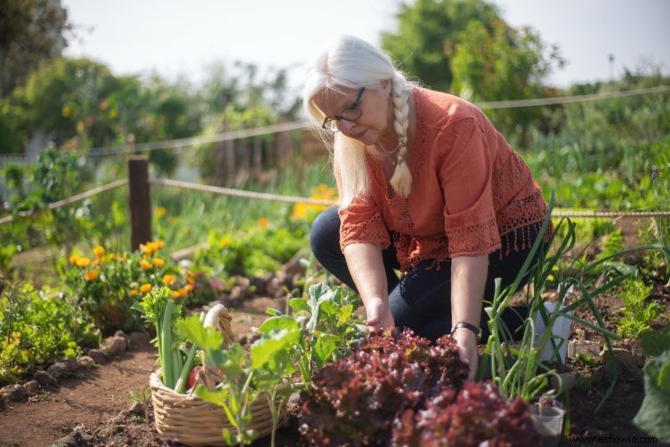 Estirpe de lechuga:qué es y qué hacer