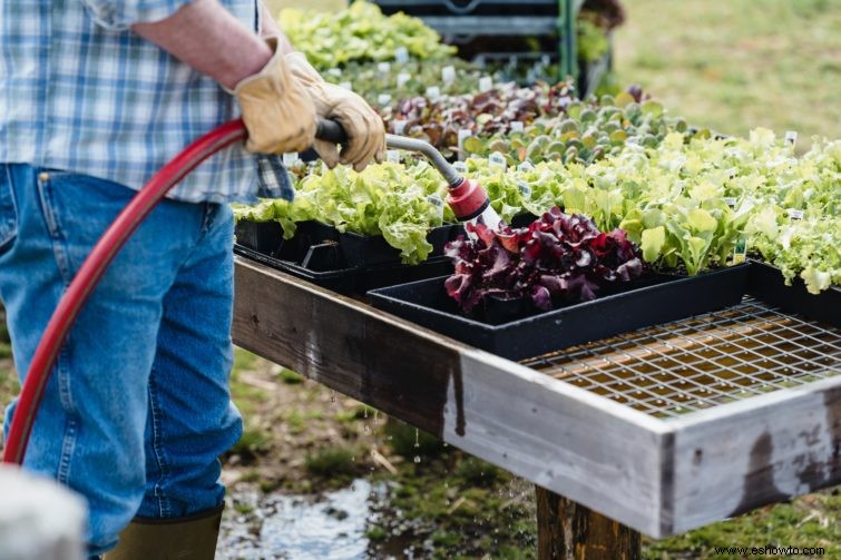 Estirpe de lechuga:qué es y qué hacer