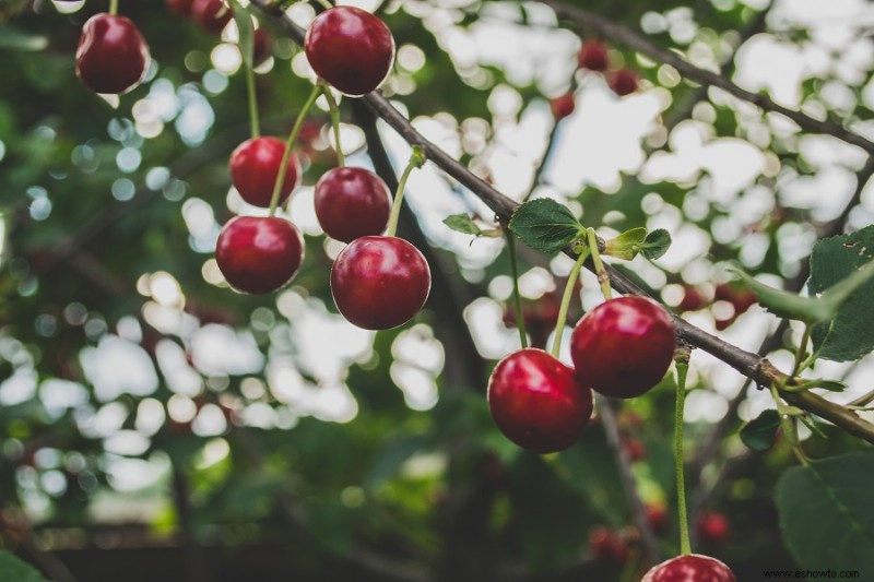 15 plantas más fáciles de cultivar a partir de esquejes