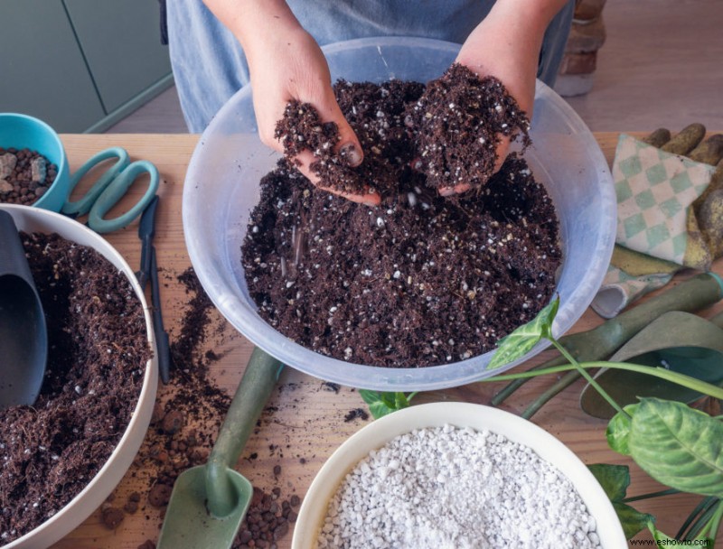 Cómo cultivar ajo