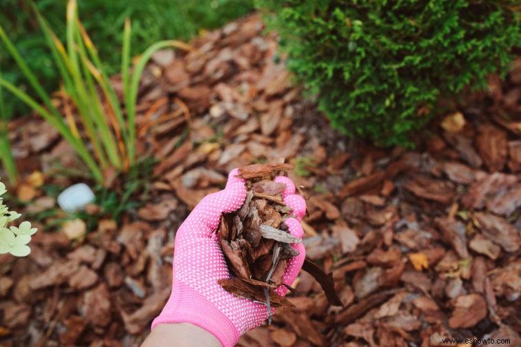 5 maneras de proteger sus plantas en una ola de calor