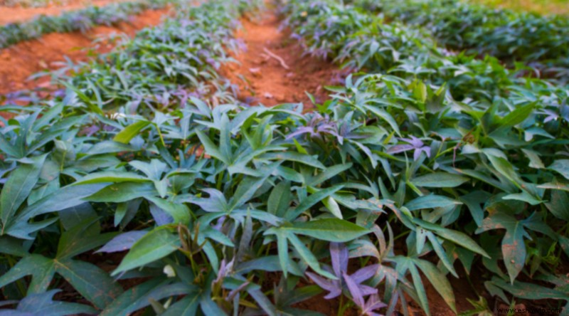 Cómo plantar y cultivar batatas en su patio trasero