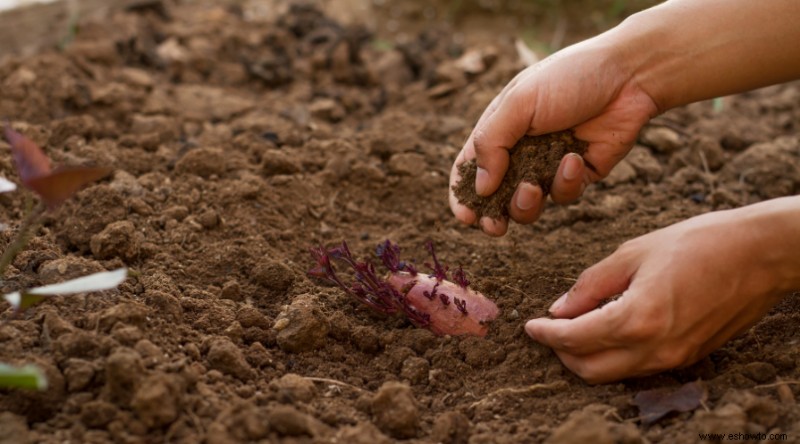 Cómo plantar y cultivar batatas en su patio trasero