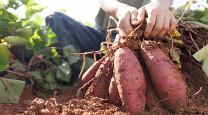 Cómo plantar y cultivar batatas en su patio trasero
