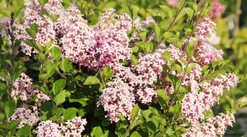 8 arbustos en flor para pleno sol