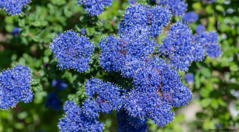 8 arbustos en flor para pleno sol