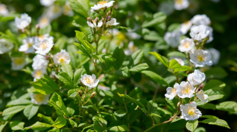 8 arbustos en flor para pleno sol