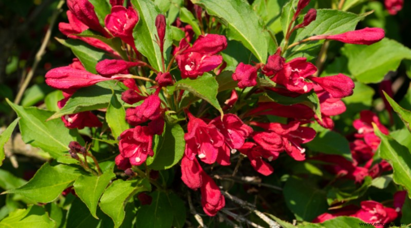 8 arbustos en flor para pleno sol