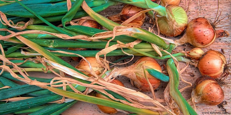 Las mejores plantas complementarias para calabacín