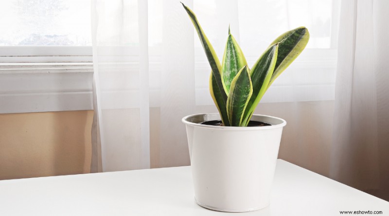 9 plantas que repelen serpientes