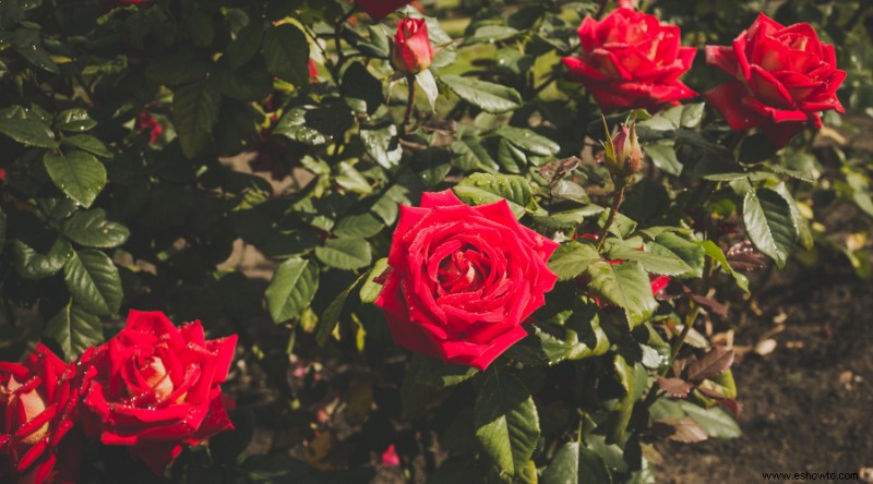 ¿Con qué frecuencia poda las rosas?