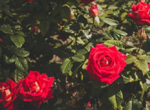 ¿Con qué frecuencia debes podar las rosas? Guía experta por tipo y estación