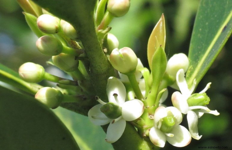 Cultiva estas mejores plantas perennes con flores