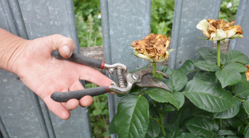 Qué flores deberían tener cabeza muerta