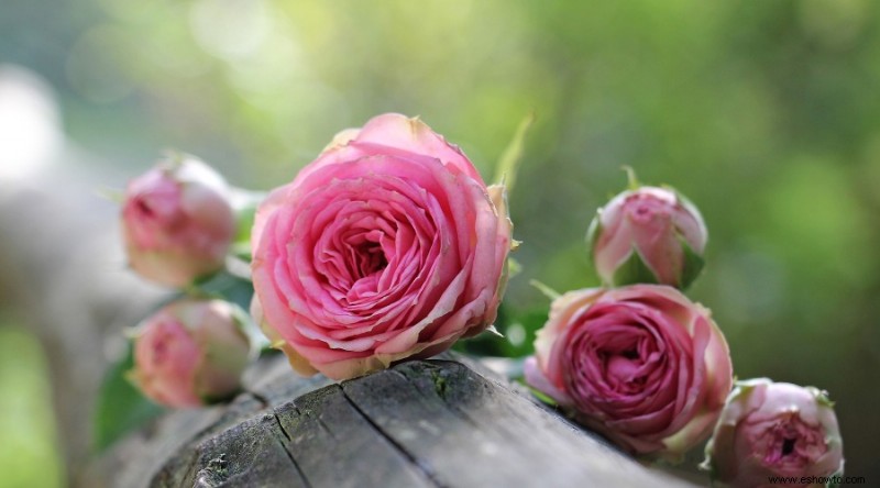 Qué flores deberían tener cabeza muerta