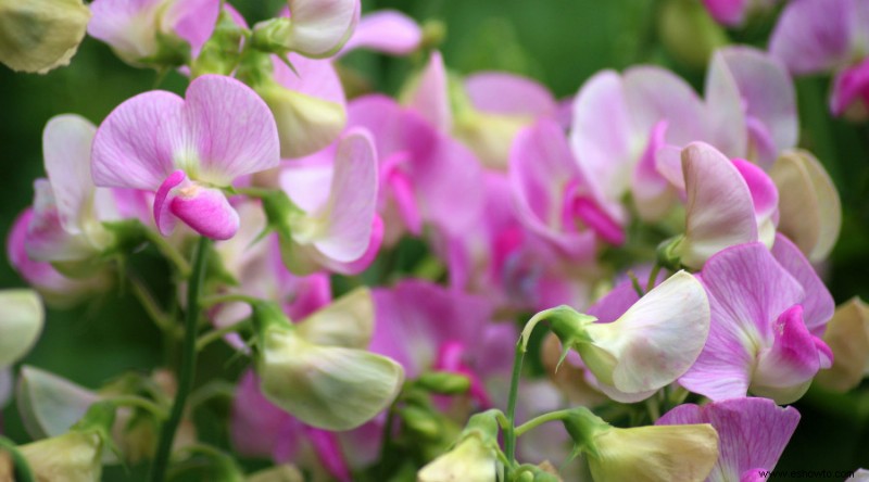 Qué flores deberían tener cabeza muerta