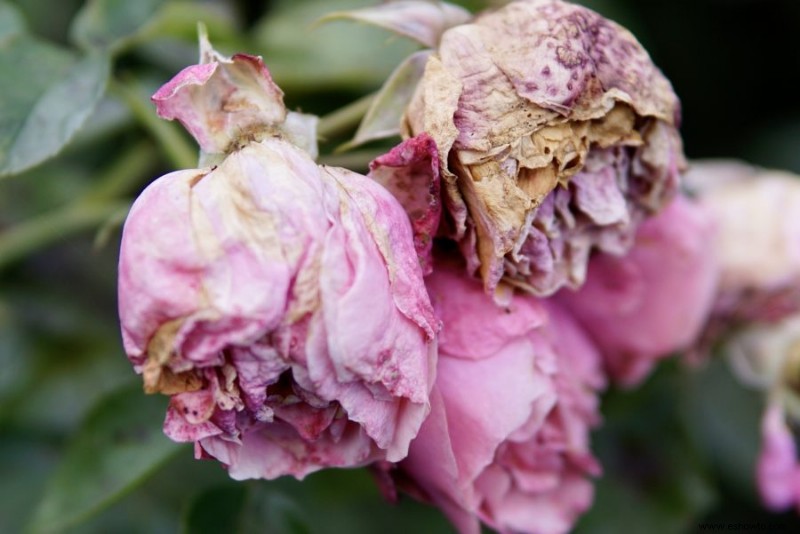 Qué flores deberían tener cabeza muerta